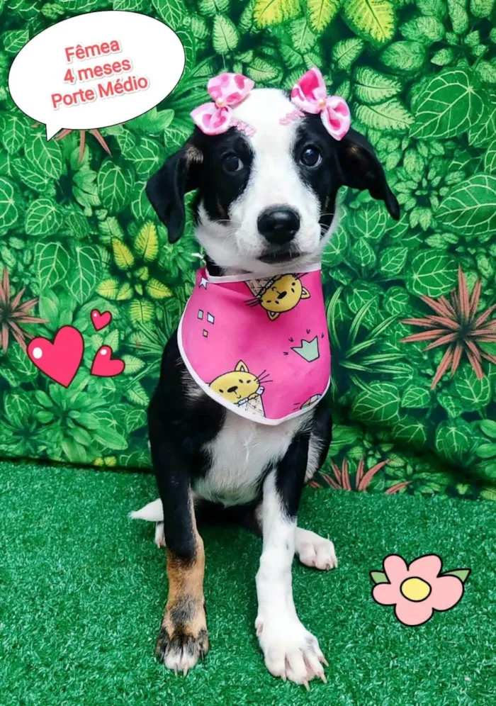 Cachorro ra a  idade 2 a 6 meses nome Ariel