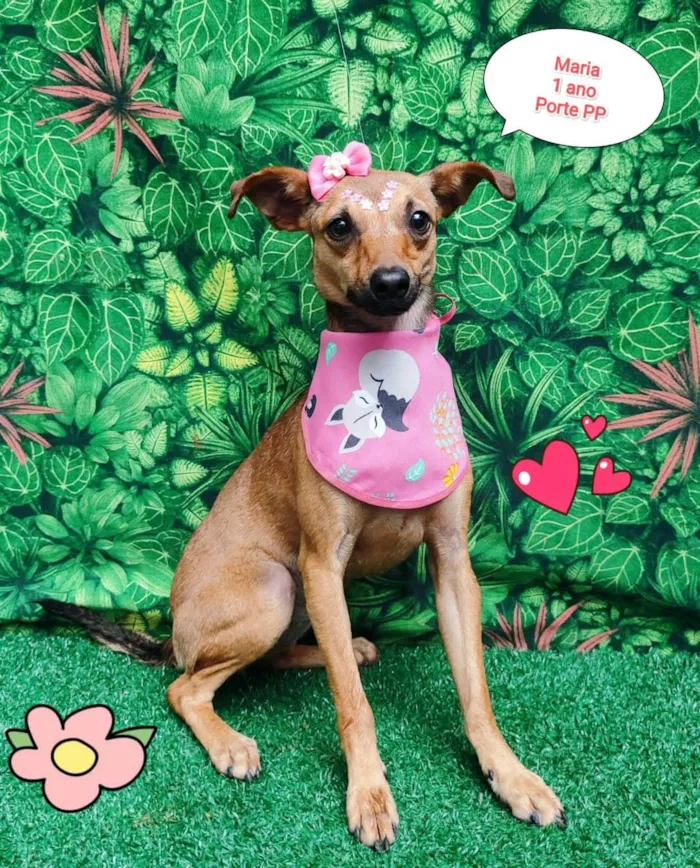 Cachorro ra a SRD-ViraLata idade 1 ano nome Maria 