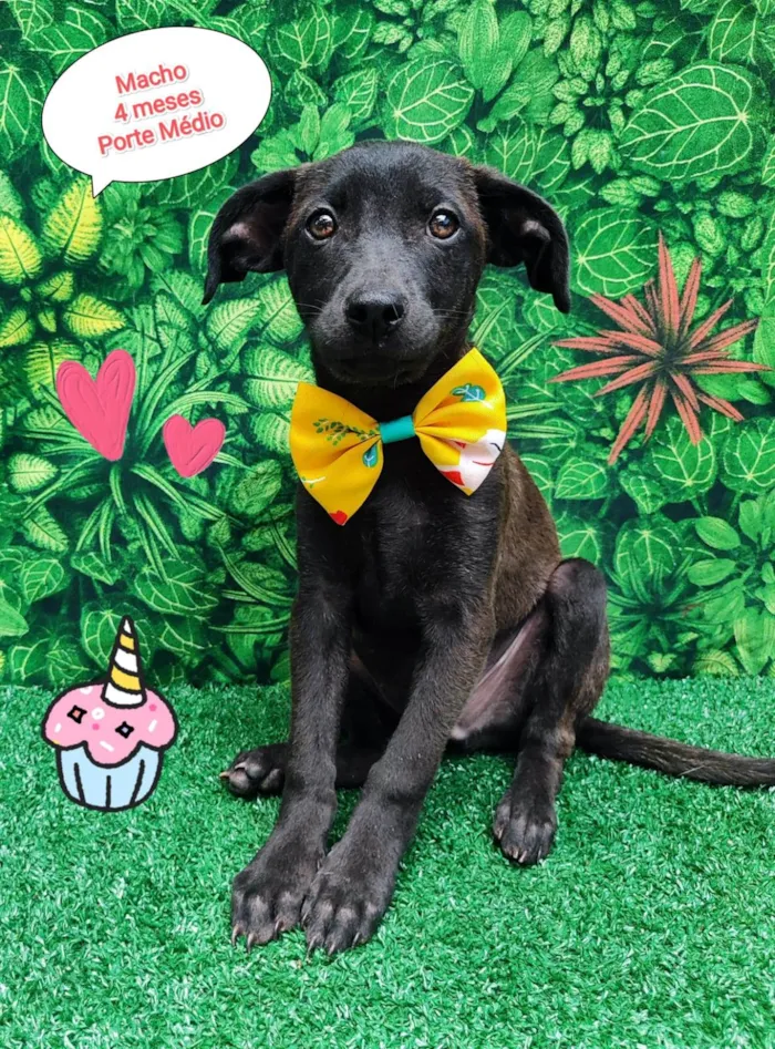 Cachorro ra a SRD-ViraLata idade 2 a 6 meses nome Negresco 