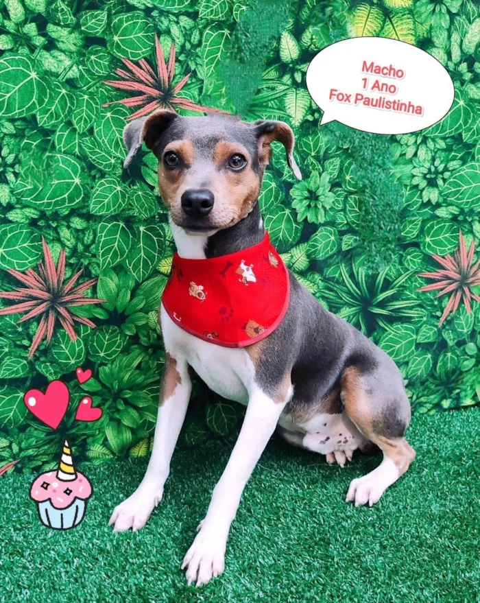 Cachorro ra a Fox paulistinha  idade 1 ano nome Baily