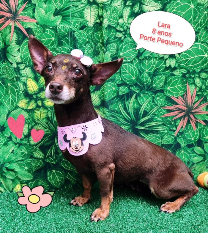 Cachorro ra a SRD-ViraLata idade 6 ou mais anos nome Lara 8 anos