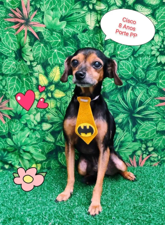 Cachorro ra a SRD-ViraLata idade 6 ou mais anos nome Cisco