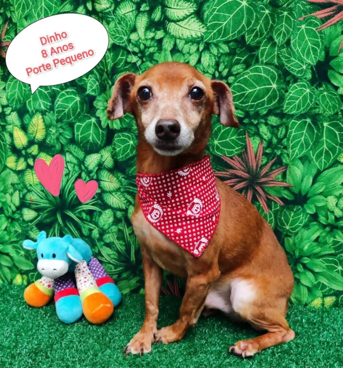 Cachorro ra a SRD-ViraLata idade 6 ou mais anos nome Dinho 8 anos