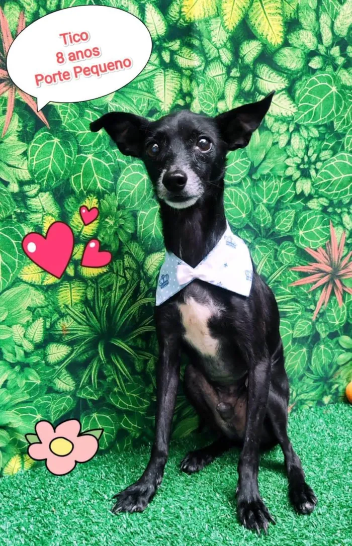 Cachorro ra a SRD-ViraLata idade 6 ou mais anos nome Tico