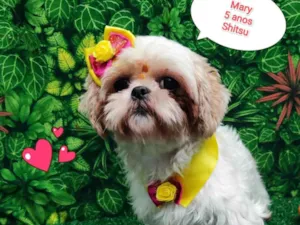 Cachorro raça Shitzu idade 5 anos nome Mary