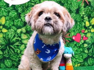 Cachorro raça Shitzu idade 1 ano nome Tomás 