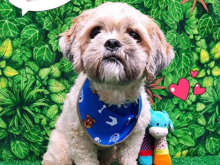 Cachorro ra a Shitzu idade 1 ano nome Tomás 