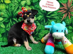 Cachorro raça SRD-ViraLata idade 2 a 6 meses nome Luisa