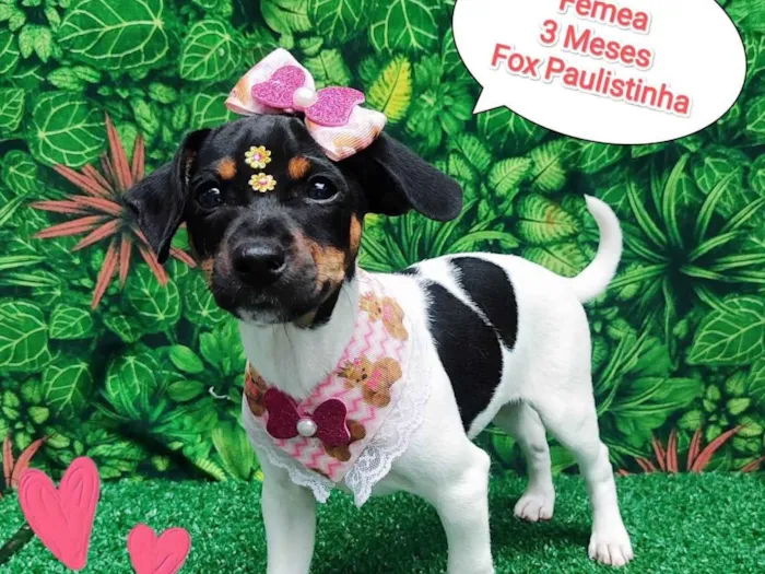 Cachorro ra a Fox paulistinha  idade 2 a 6 meses nome Lulu