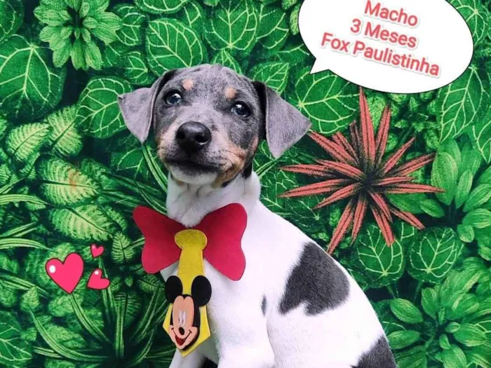 Cachorro ra a Fox paulistinha  idade 2 a 6 meses nome Lucas