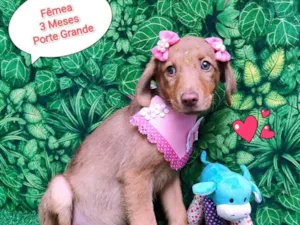 Cachorro raça SRD-ViraLata idade 2 a 6 meses nome Baby