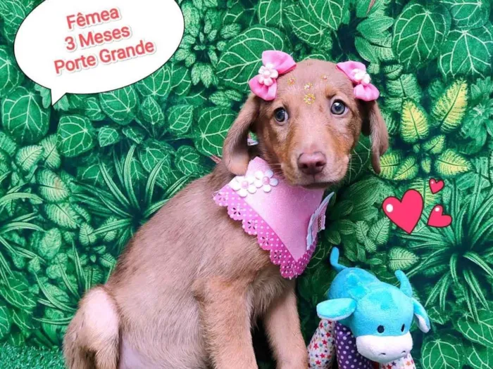 Cachorro ra a SRD-ViraLata idade 2 a 6 meses nome Baby