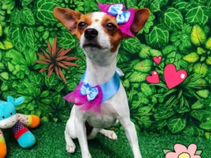 Cachorro raça SRD-ViraLata idade 1 ano nome Lara