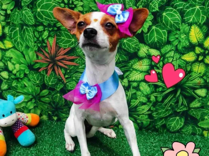 Cachorro ra a SRD-ViraLata idade 1 ano nome Lara