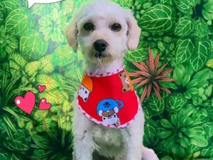 Cachorro raça SRD-ViraLata idade 1 ano nome Bily