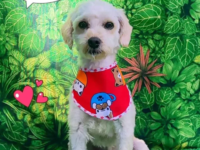 Cachorro ra a SRD-ViraLata idade 1 ano nome Bily