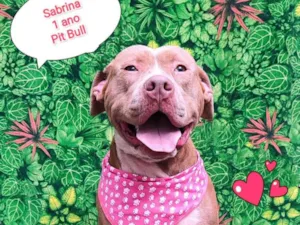 Cachorro raça Pit-Bull idade 1 ano nome Sabrina