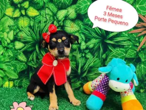 Cachorro raça SRD-ViraLata idade 2 a 6 meses nome Filo