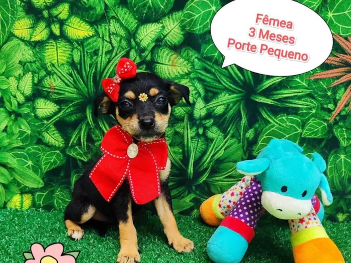 Cachorro ra a SRD-ViraLata idade 2 a 6 meses nome Filo