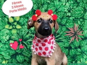 Cachorro raça  idade 2 a 6 meses nome Tais