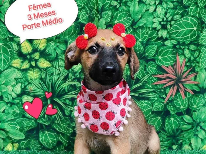Cachorro ra a  idade 2 a 6 meses nome Tais