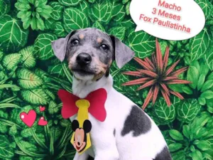 Cachorro raça Fox paulistinha  idade 2 a 6 meses nome Paul 