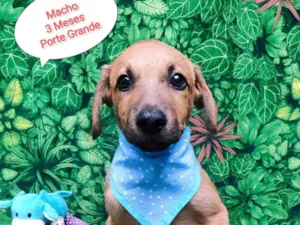 Cachorro raça SRD-ViraLata idade 2 a 6 meses nome João 