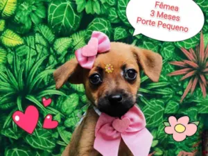 Cachorro raça SRD-ViraLata idade 2 a 6 meses nome Larissa