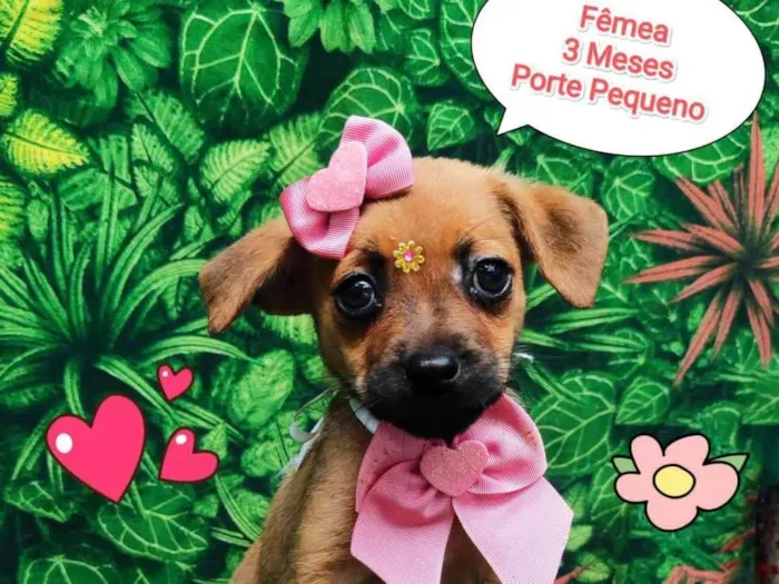 Cachorro ra a SRD-ViraLata idade 2 a 6 meses nome Larissa
