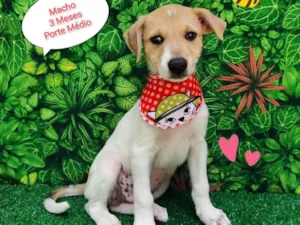 Cachorro raça SRD-ViraLata idade 2 a 6 meses nome Yago