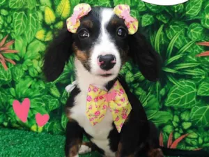 Cachorro raça  idade 2 a 6 meses nome Luly