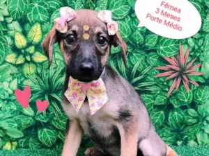 Cachorro raça SRD-ViraLata idade 2 a 6 meses nome Yara
