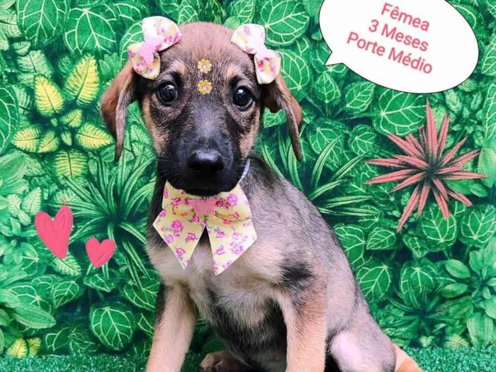 Cachorro ra a SRD-ViraLata idade 2 a 6 meses nome Yara