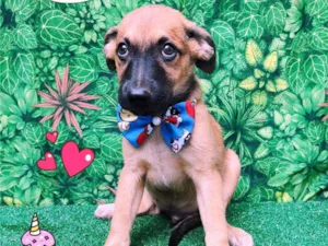 Cachorro raça SRD-ViraLata idade 2 a 6 meses nome Luis