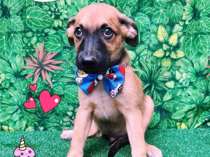 Cachorro ra a SRD-ViraLata idade 2 a 6 meses nome Luis