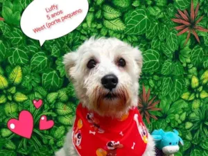 Cachorro raça SRD-ViraLata idade 5 anos nome Luffy