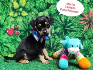 Cachorro raça SRD-ViraLata idade 2 a 6 meses nome Rick