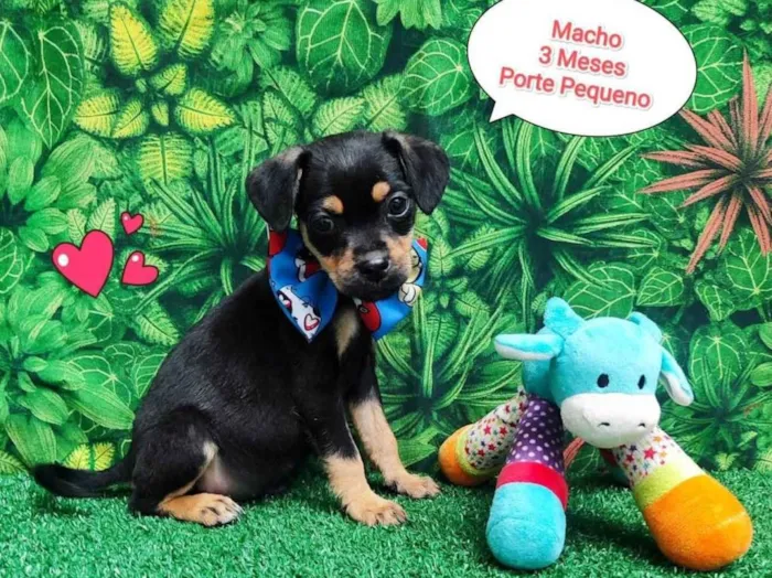 Cachorro ra a SRD-ViraLata idade 2 a 6 meses nome Rick