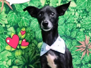 Cachorro raça SRD-ViraLata idade 6 ou mais anos nome Tico