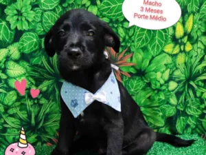 Cachorro raça SRD-ViraLata idade 2 a 6 meses nome Thor