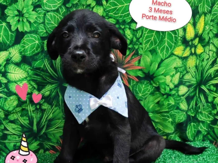 Cachorro ra a SRD-ViraLata idade 2 a 6 meses nome Thor