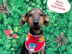 Cachorro raça SRD-ViraLata idade 2 a 6 meses nome Rei