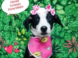 Cachorro raça  idade 2 a 6 meses nome Ariel