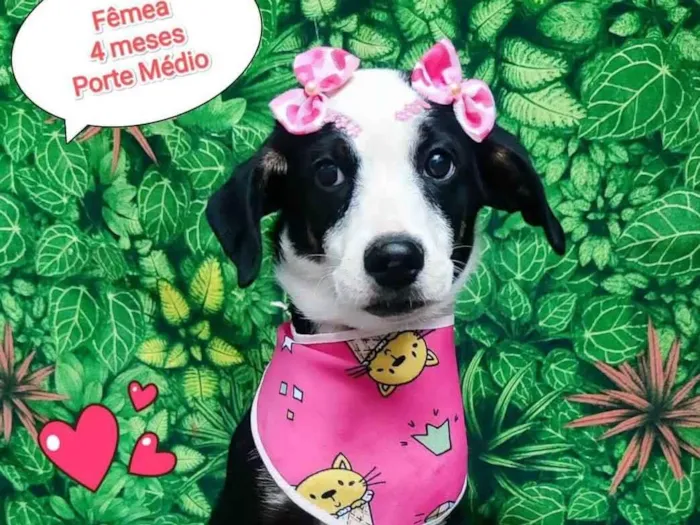 Cachorro ra a  idade 2 a 6 meses nome Ariel