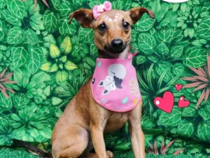 Cachorro raça SRD-ViraLata idade 1 ano nome Maria 
