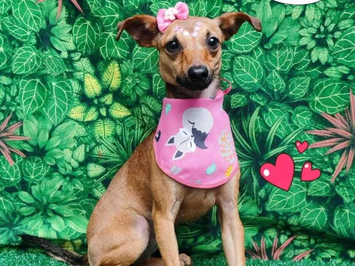 Cachorro ra a SRD-ViraLata idade 1 ano nome Maria 