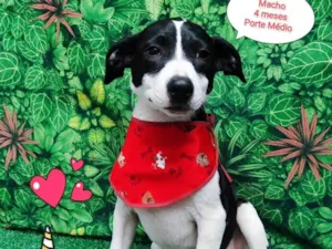 Cachorro raça SRD-ViraLata idade 2 a 6 meses nome Gabriel 