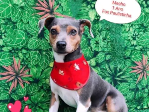 Cachorro raça Fox paulistinha  idade 1 ano nome Baily