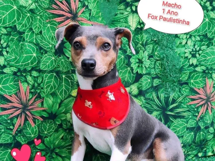 Cachorro ra a Fox paulistinha  idade 1 ano nome Baily