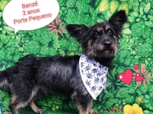 Cachorro raça SRD-ViraLata idade 2 anos nome Banze